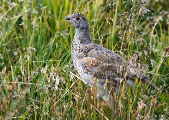 White-tailed Ptarmigan Chicks Looking for Food in an Alpine Meadow