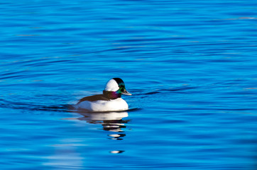 Male Bufflehead Duck Swimming on a cold Fall Morning
