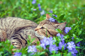 Cute siberian cat lying on the periwinkle lawn with flower on the head.