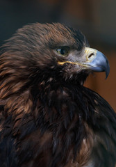 close up of Eastern imperial eagle