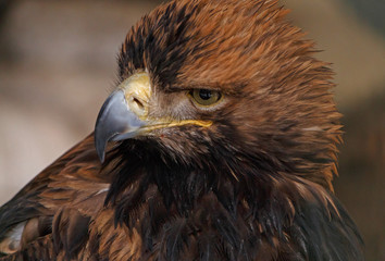 Fototapeta premium close up of Eastern imperial eagle