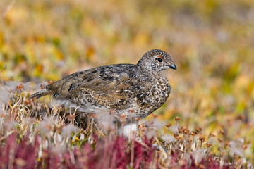 White-tailed Ptarmigan Chicks Looking for Food in an Alpine Meadow