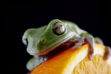 White's tree frog