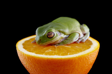 White's tree frog