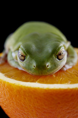 White's tree frog