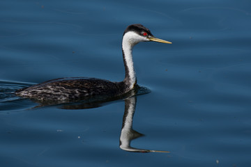 Western Grebe