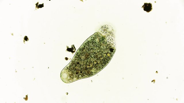 Protozoa unter dem Mirkoskop in UHD