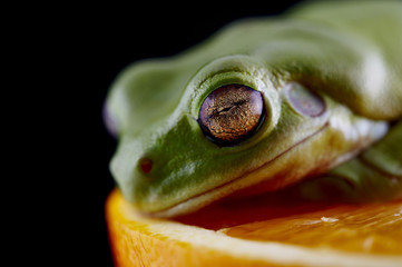 White's tree frog