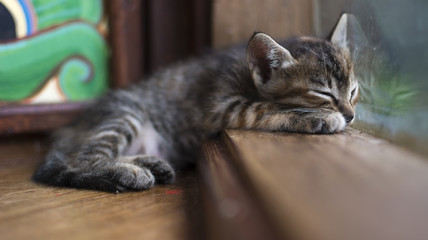 Cute little kitten lying on window sill with reflection
