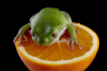 White's tree frog