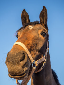 Pferde Portrait 01