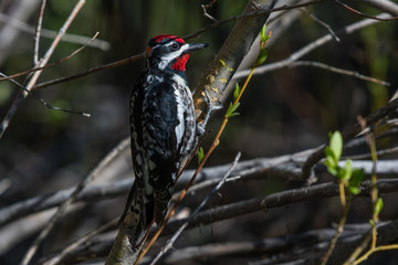 Red-naped Sapsucker on a Spring Morning