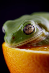 White's tree frog