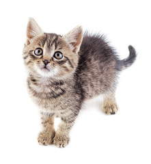 Obraz premium Frightened kitten isolated on white