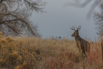 A White-tailed Deer Buck Looking Ahead