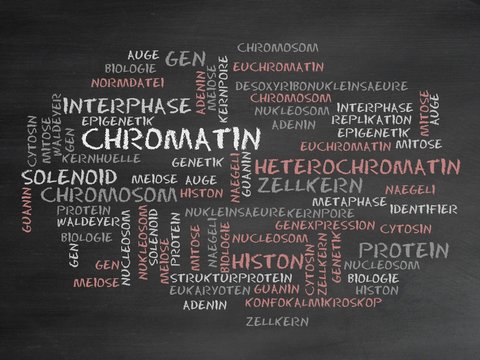 Chromatin