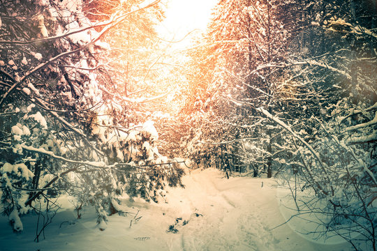 Winter magic forest.Snow nature background