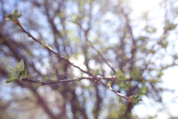 toned background spring tree branches with young leaves sun glare blur bokeh