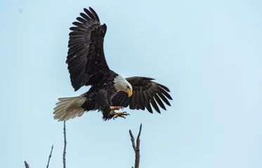 Tuinposter Bald Eagle komt binnen voor een landing © Kerry Hargrove