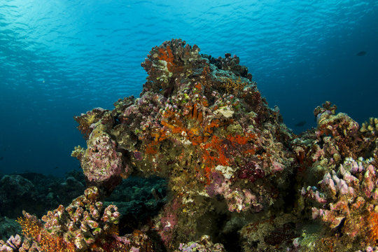 Beautiful coral at Maldives