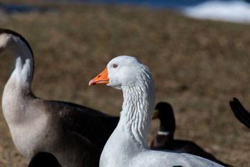 Farm Goose Profile