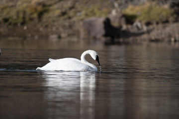 Trumpeter Swan on a Lake in Yellowstone National Park