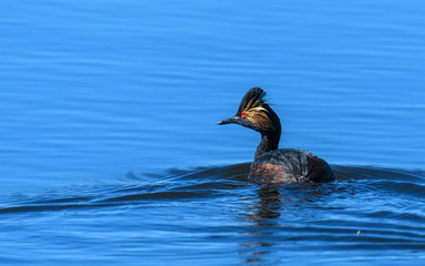 Eared Grebe Swimming in a Lake