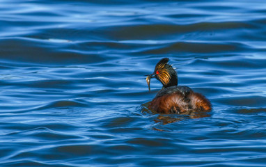 Eared Grebe Swimming with a Meal in Beak