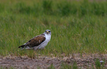 Ferruginous Hawk on the Ground