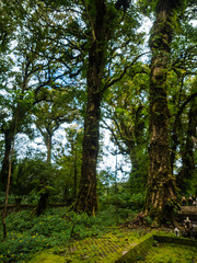 forest trees doi inthanon national park in chaing mai, thailand