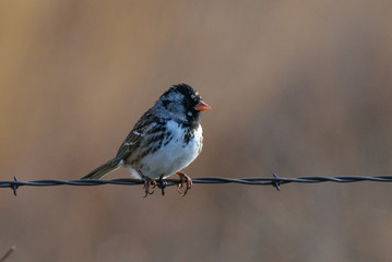 Harris's Sparrow on a Fence