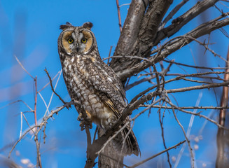 Long-eared Owl Perched on a Branch in Daytime
