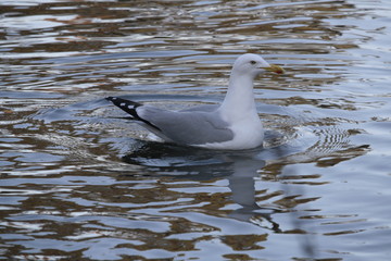 Fototapeta premium Mouette