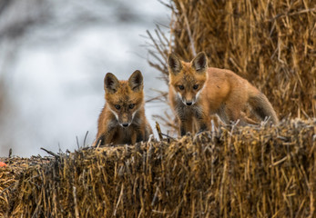 Red Fox Kits Looking Determined