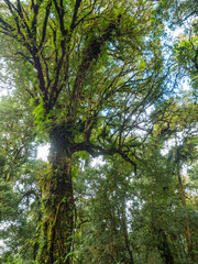 forest trees doi inthanon national park in chaing mai, thailand