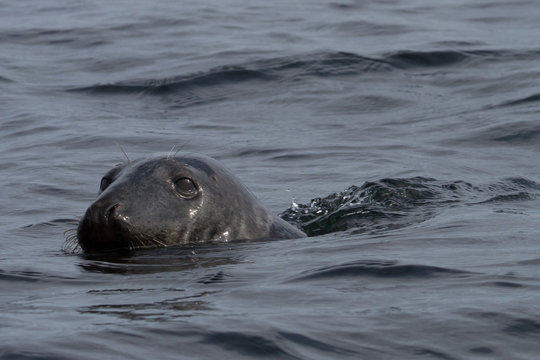 Grey Seals, Farne Inslands