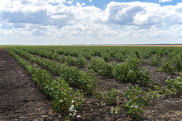 Fototapeta na wymiar Cotton fields ready for harvesting in Oakey, Queensland