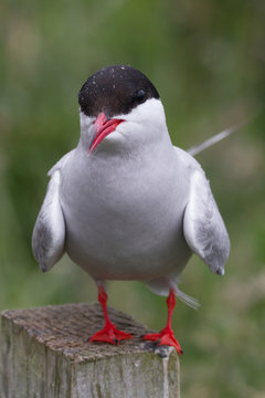 Common Tern, Farne Islands