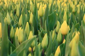 texture tulips blooming yellow field