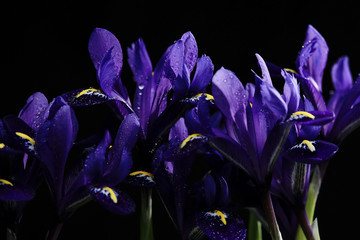 purple irises on a black background