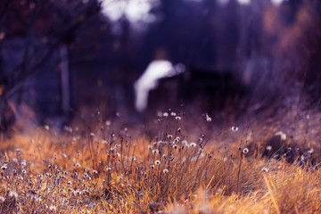 autumn background blur