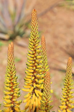 Aloe Vera