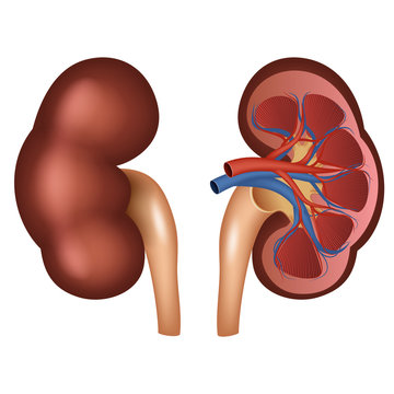 kidney anatomy vector. Vector illustration