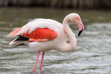 Greater flamingo (Phoenicopterus roseus), Camargue, France © Stefan Scharf