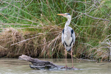 Grey heron (Ardea cinerea)