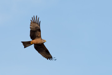 Black kite (Milvus migrans), flying, looking for prey, France