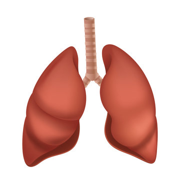 Human Lung anatomy diagram. Vector illustration