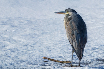 Grey heron on a frozen lake
