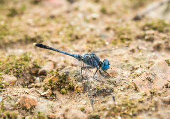 Dragonfly