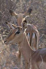 Obraz premium Impala, Madikwe Game Reserve